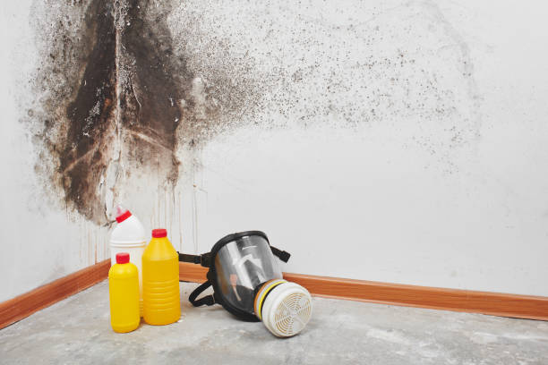 Best Residential Mold Removal  in Windham, OH