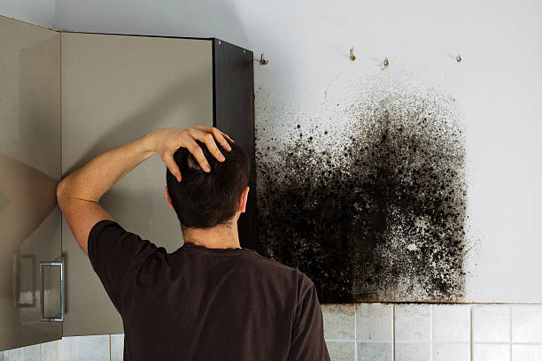 Best Black Mold Removal  in Windham, OH