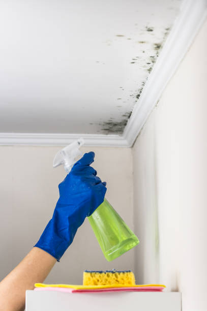 Mold Removal and Inspection in Windham, OH